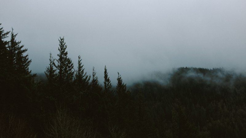 Foggy forest with a tree long starting from the center down and fog in the background