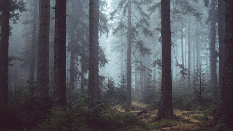 Forest floor with trees protruding up from the ground into the foggy sky