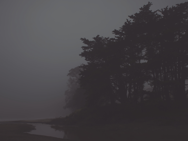 Foggy forest with conifer trees to the right and a watery stream to the bottom left